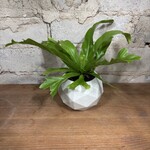 Birdsnest Fern 2.5"