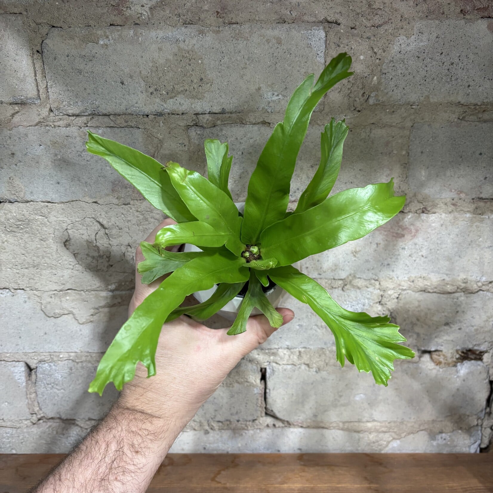 Birdsnest Fern 2.5"