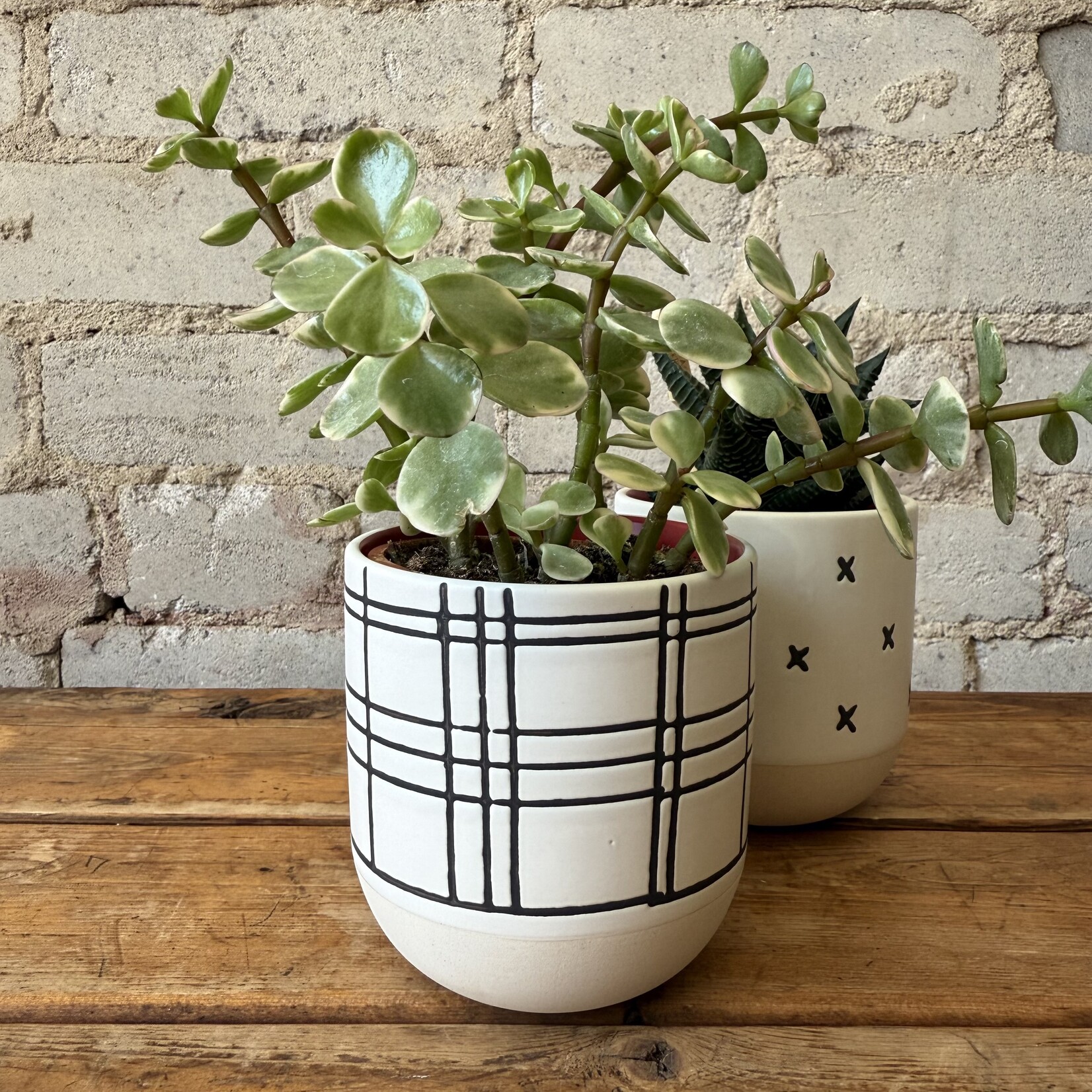 Assorted Pots Merrick Pot Plaid (Fits 3")