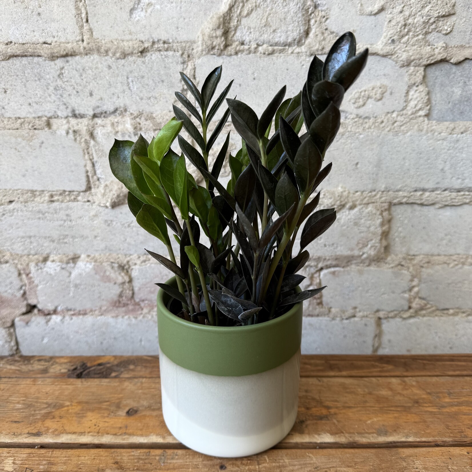 Assorted Pots Lauris Pot (fits 4")