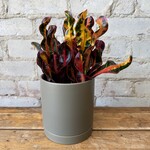 Assorted Pots Romey Pot Moss (fits 5")