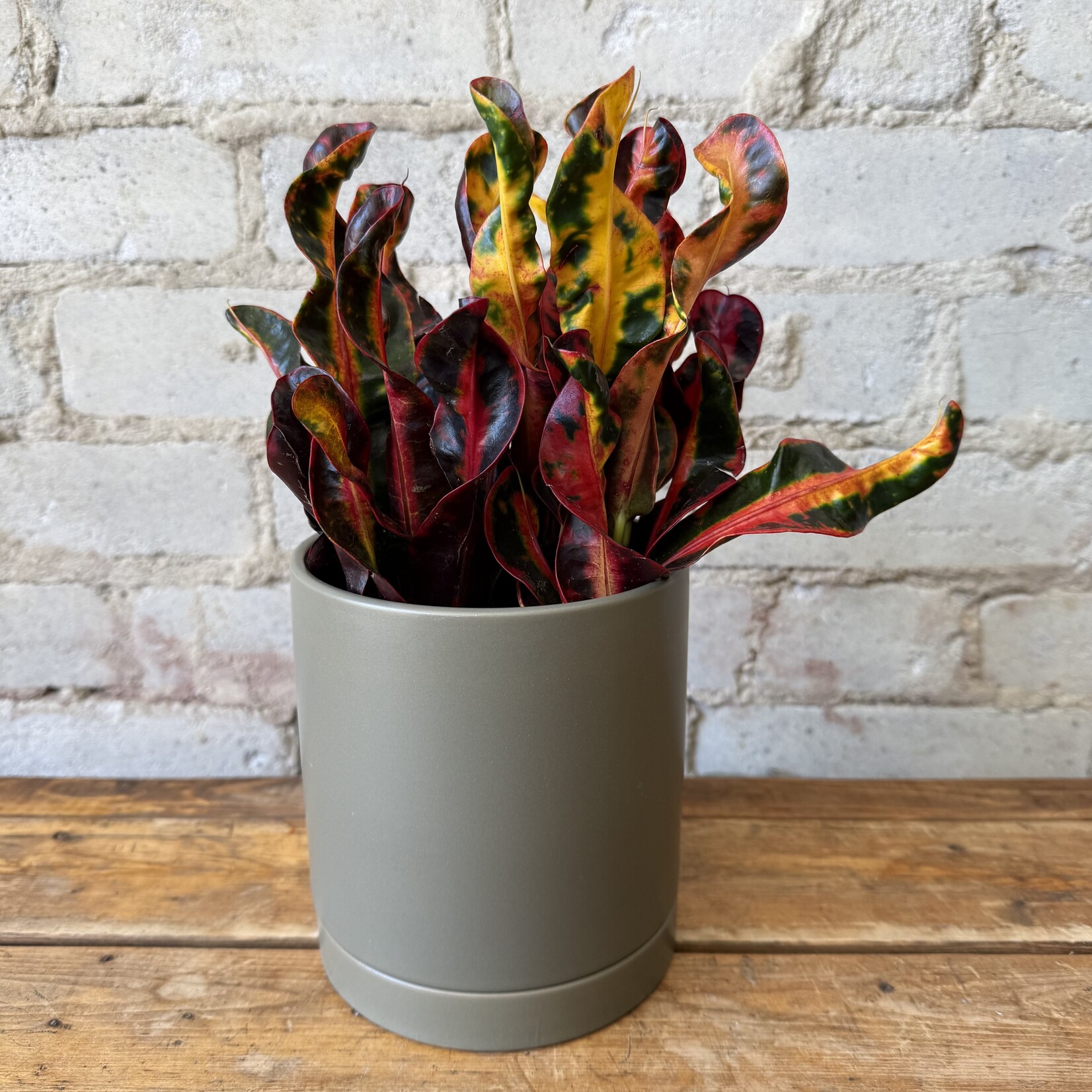 Assorted Pots Romey Pot Moss (fits 5")