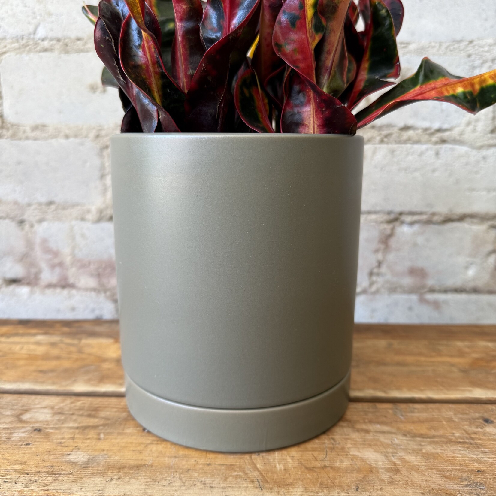 Assorted Pots Romey Pot Moss (fits 5")