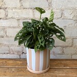 Assorted Pots Andreas Pot (fits 5")