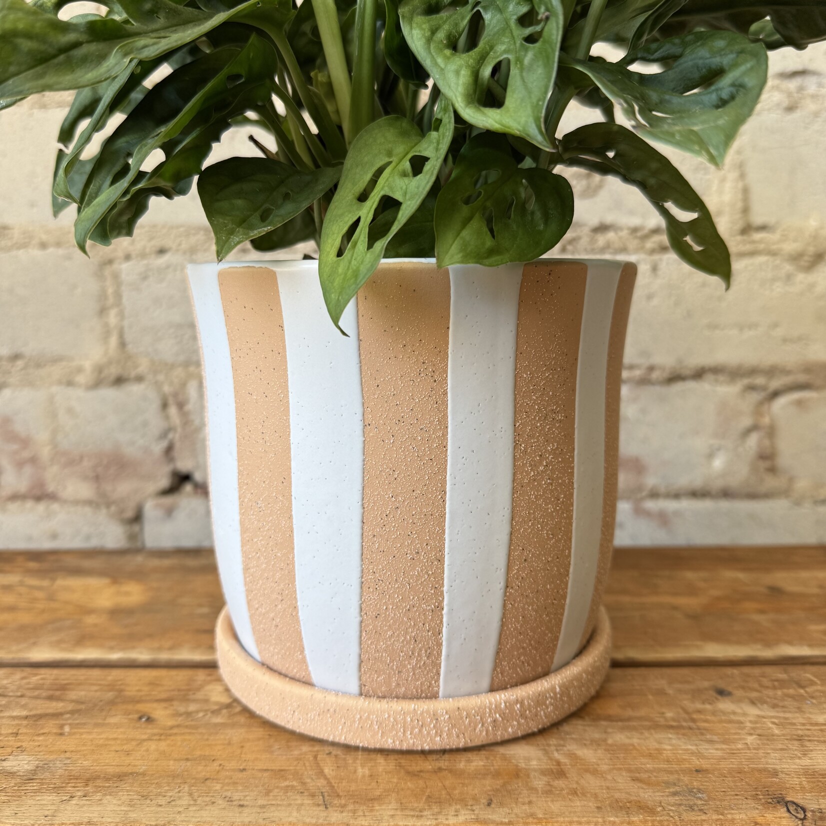 Assorted Pots Andreas Pot (fits 5")