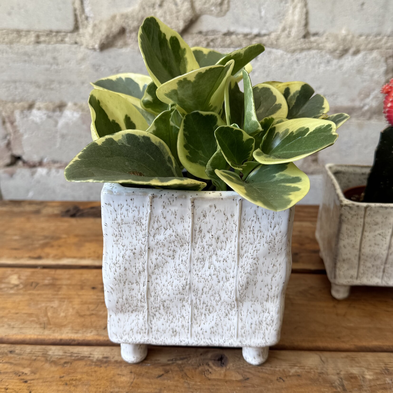 Assorted Pots Tarragon Pot (fits 4")