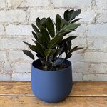 ZZ Plant Raven 6"