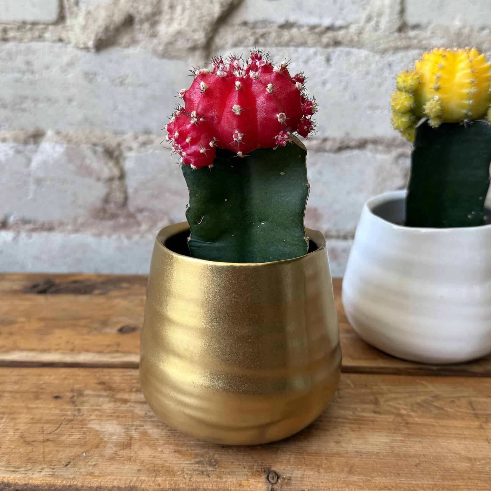 Assorted Pots Tegan Pot Gold (fits 2.5")