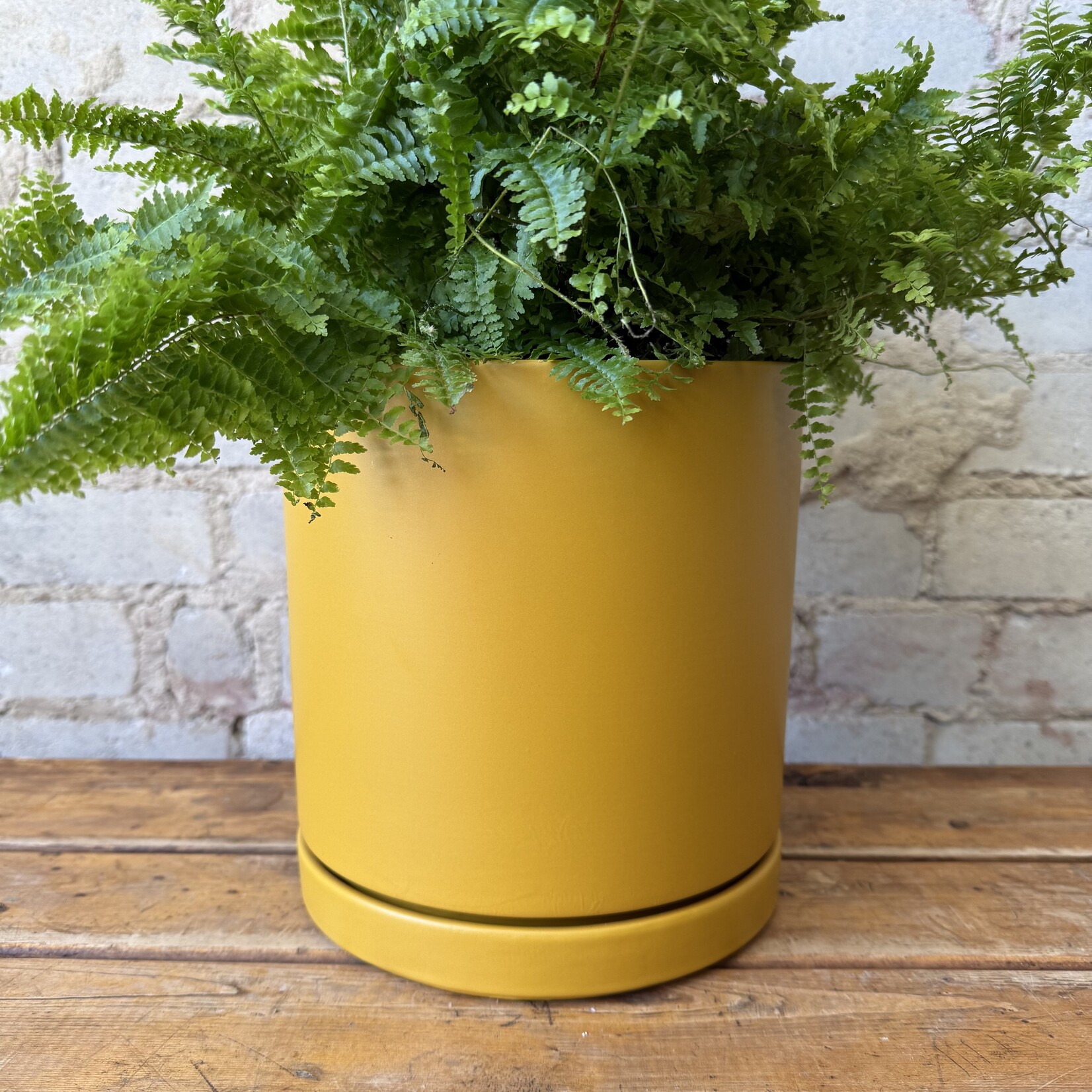 Momma Pots - Mustard 8.25"
