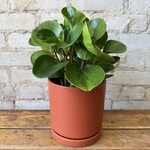 Momma Pots - Rust 6.5"