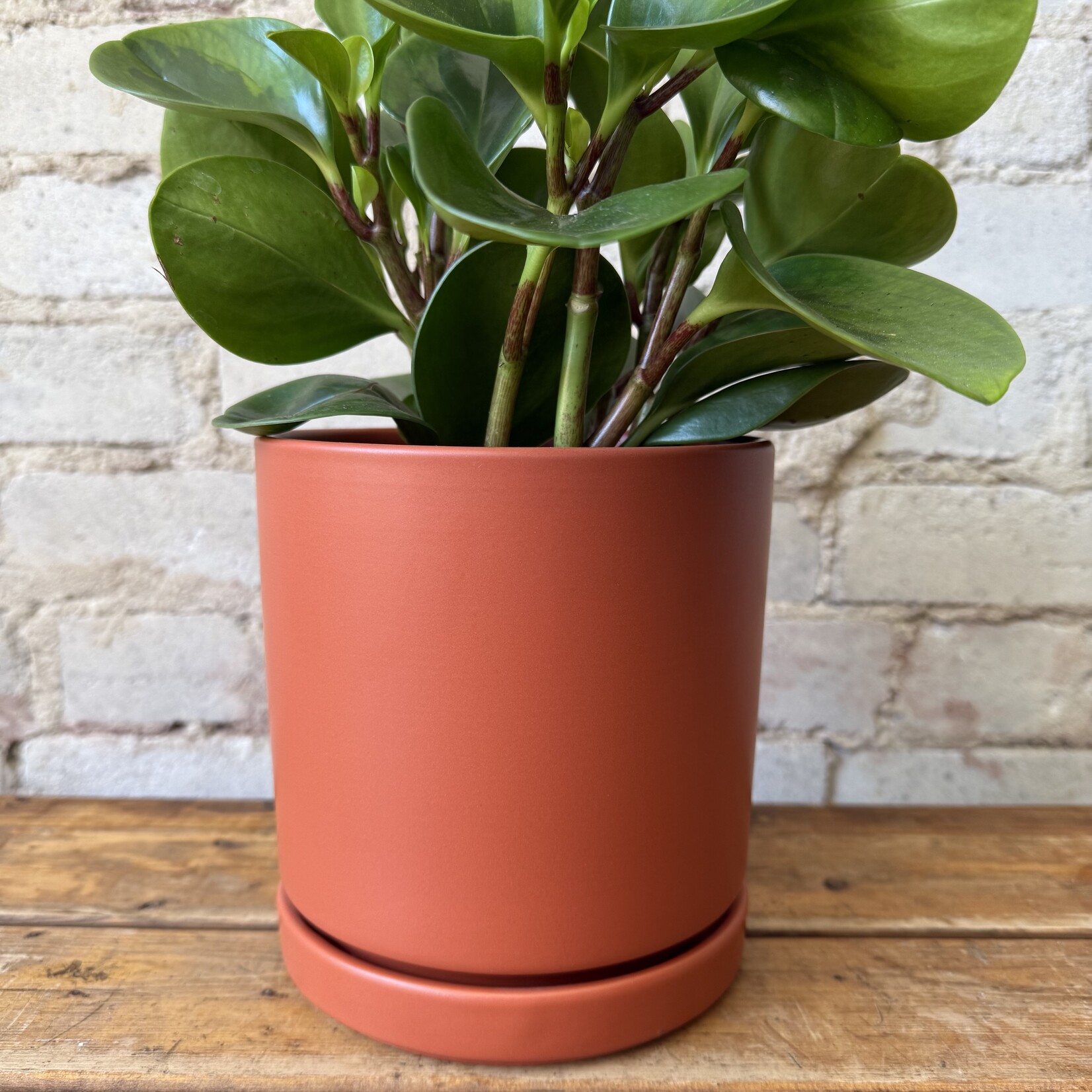 Momma Pots - Rust 6.5"