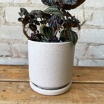Momma Pots - Sesame 4.5"