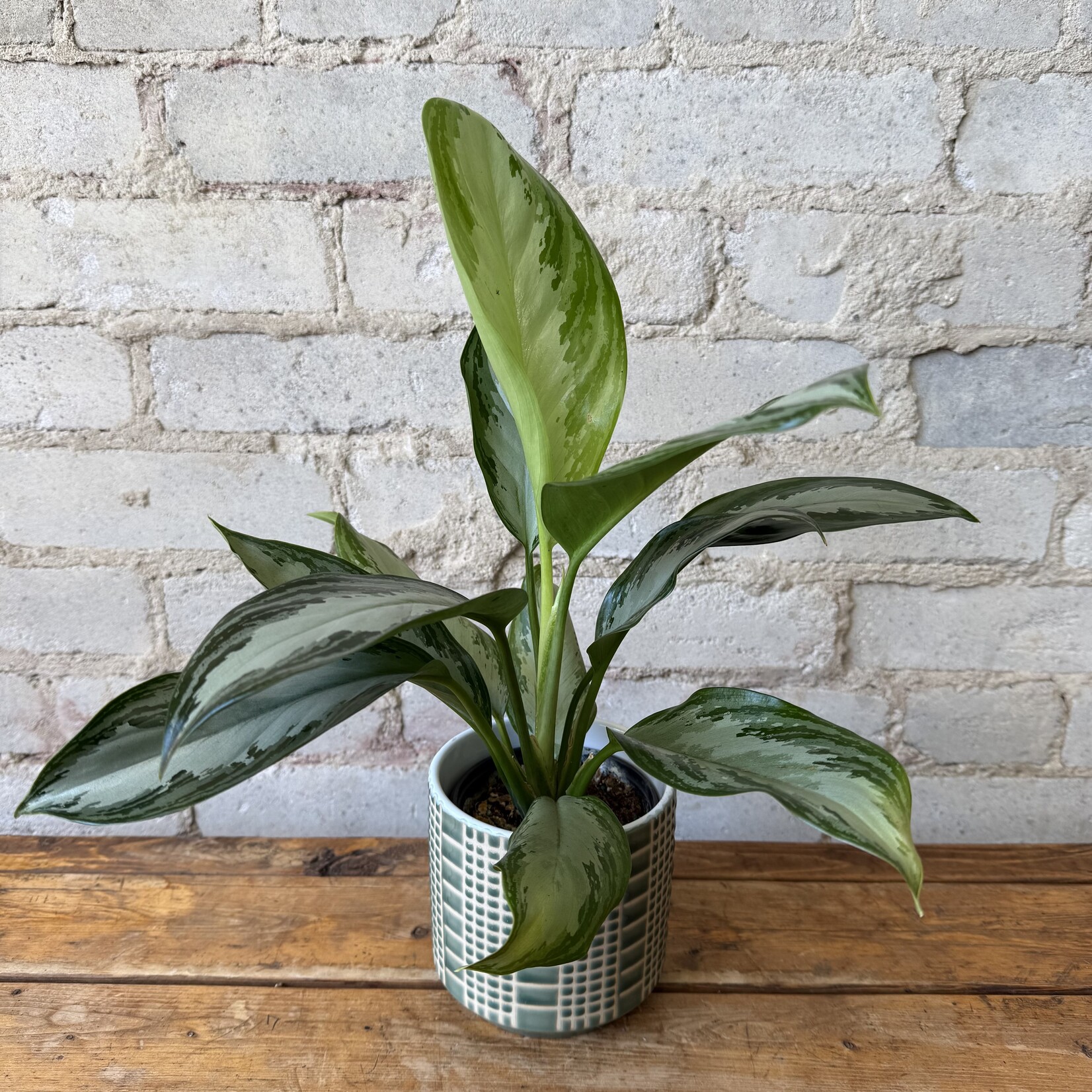 Aglaonema Silver Bay 4"