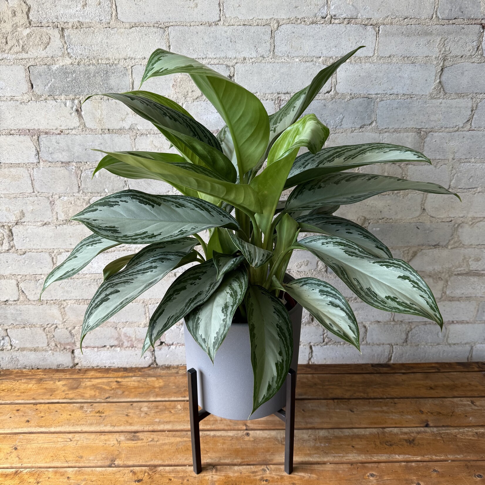 Aglaonema Silver Bay 8"