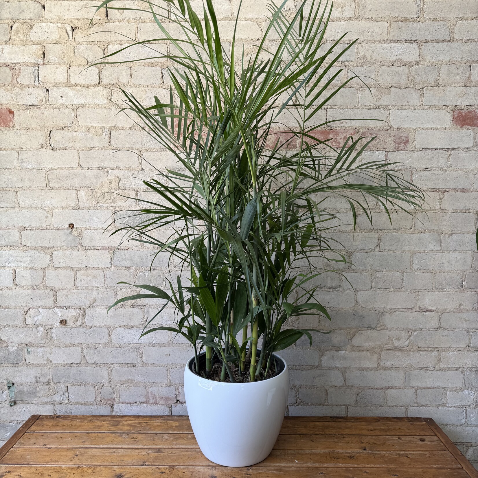 Seifrizzi Bamboo Palm 11" (4 - 5 ft tall)