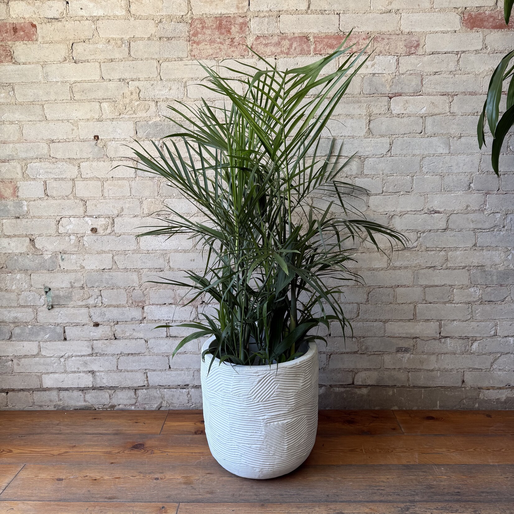 Seifrizzi Bamboo Palm 11" (4 - 5 ft tall)