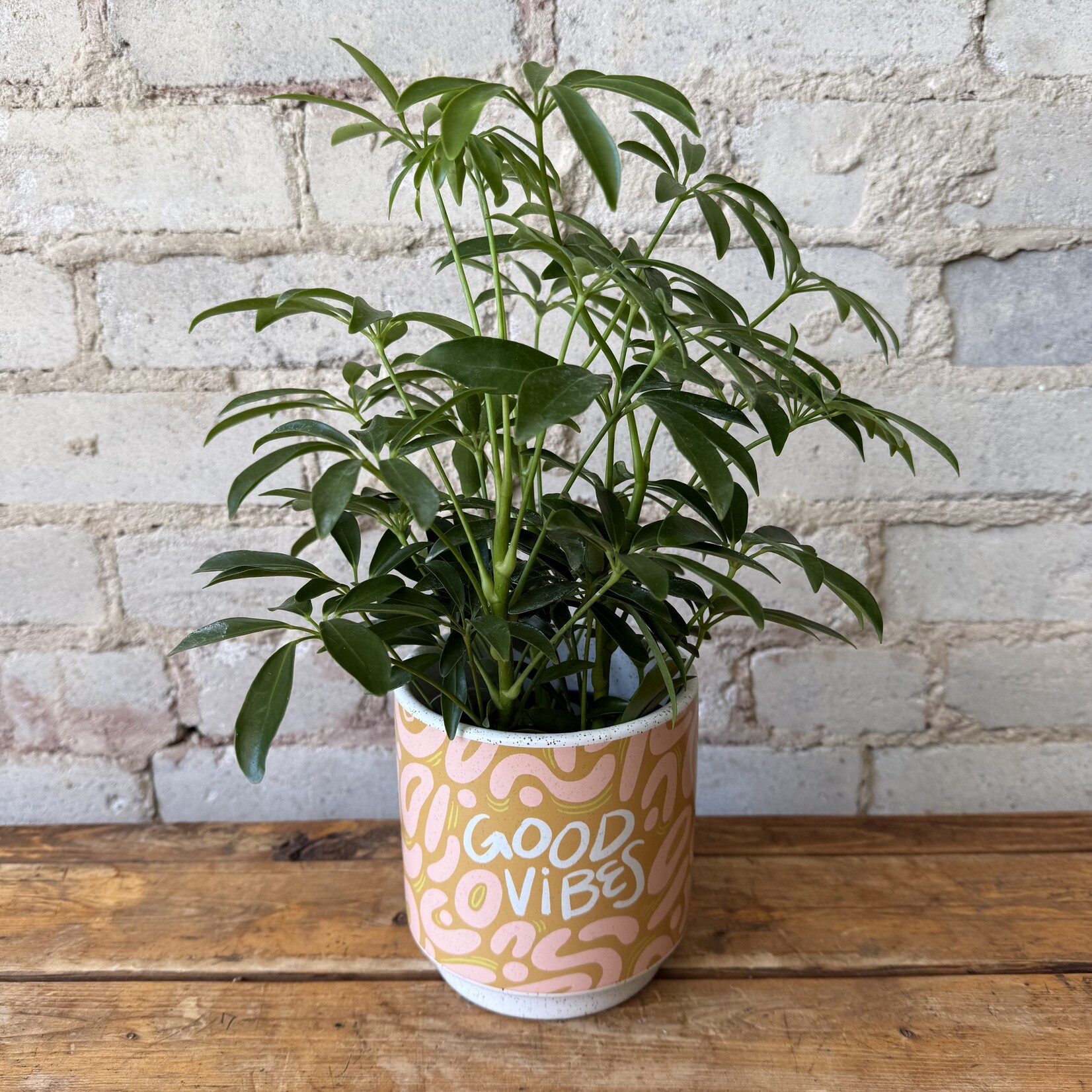 Schefflera Arboricola 4"