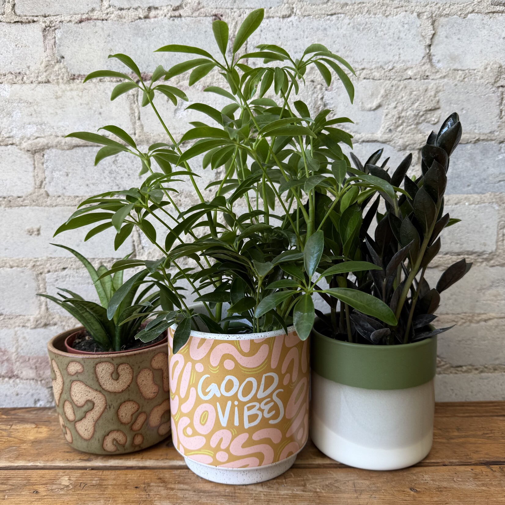 Schefflera Arboricola 4"