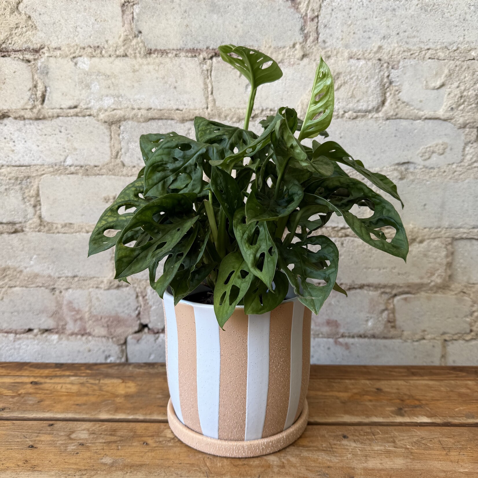Monstera Adansonii 5"