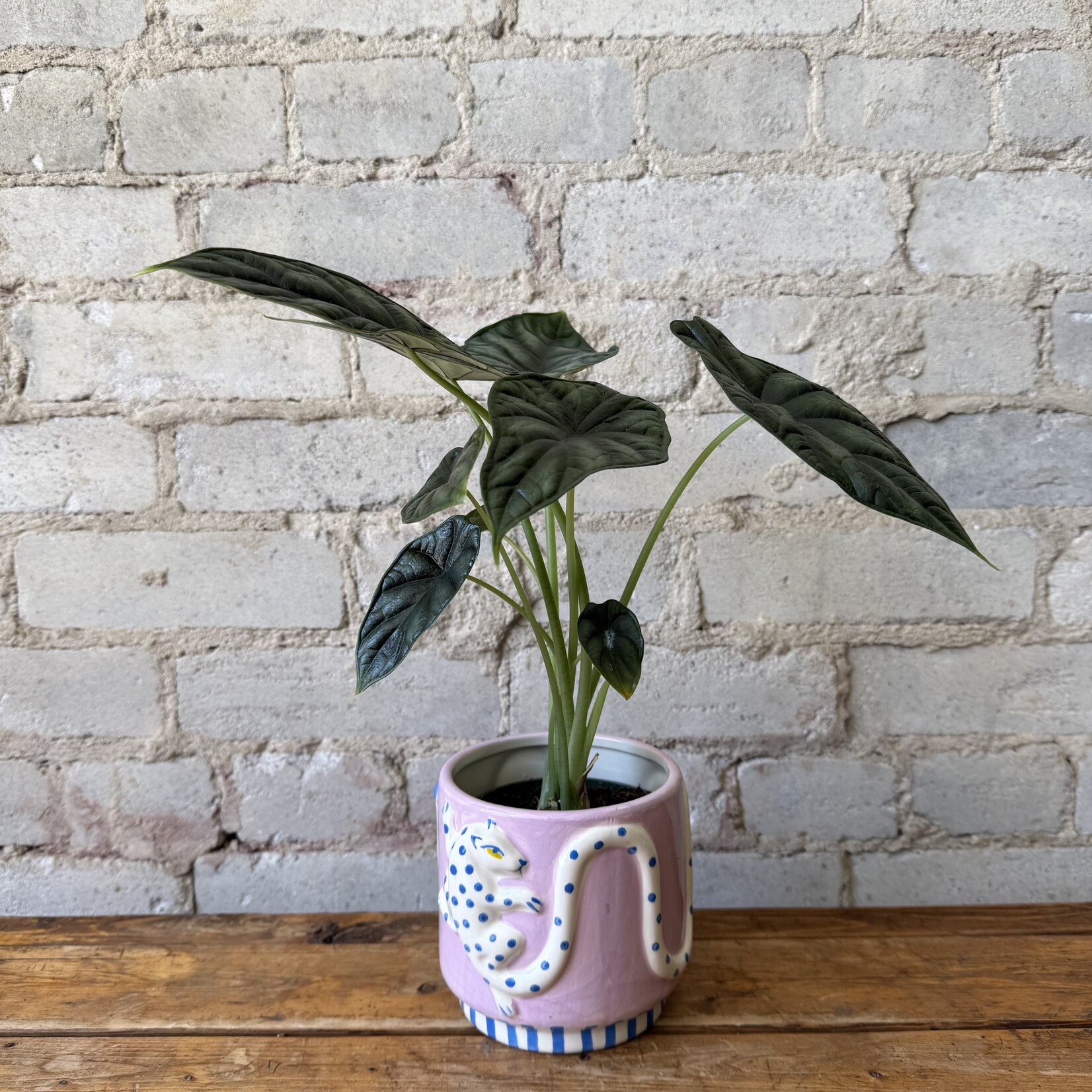 Alocasia Dragon Scale 4"