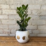 ZZ Plant 4"