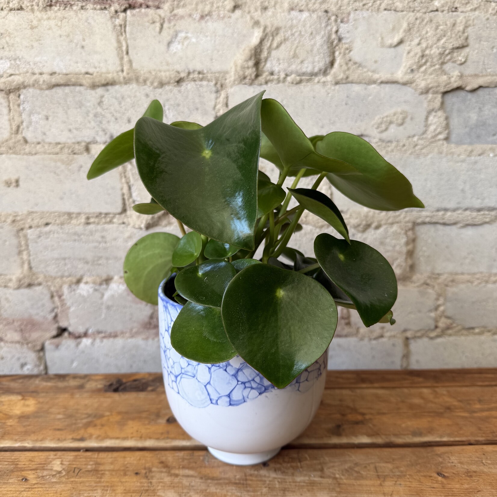 Peperomia 5" Raindrop
