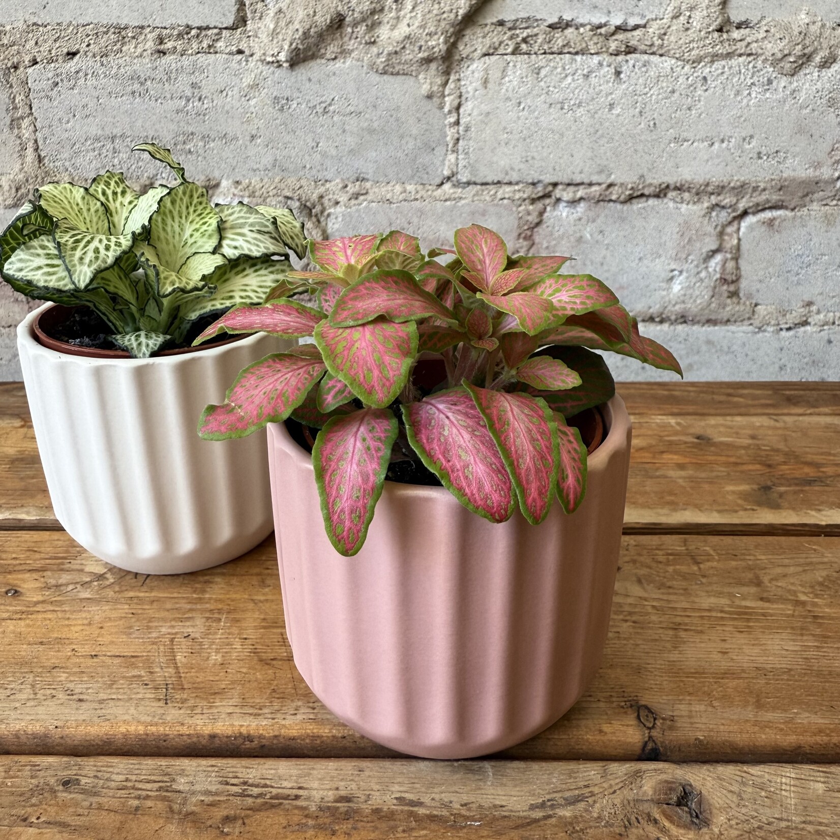 Fittonia Hot Pink 3"