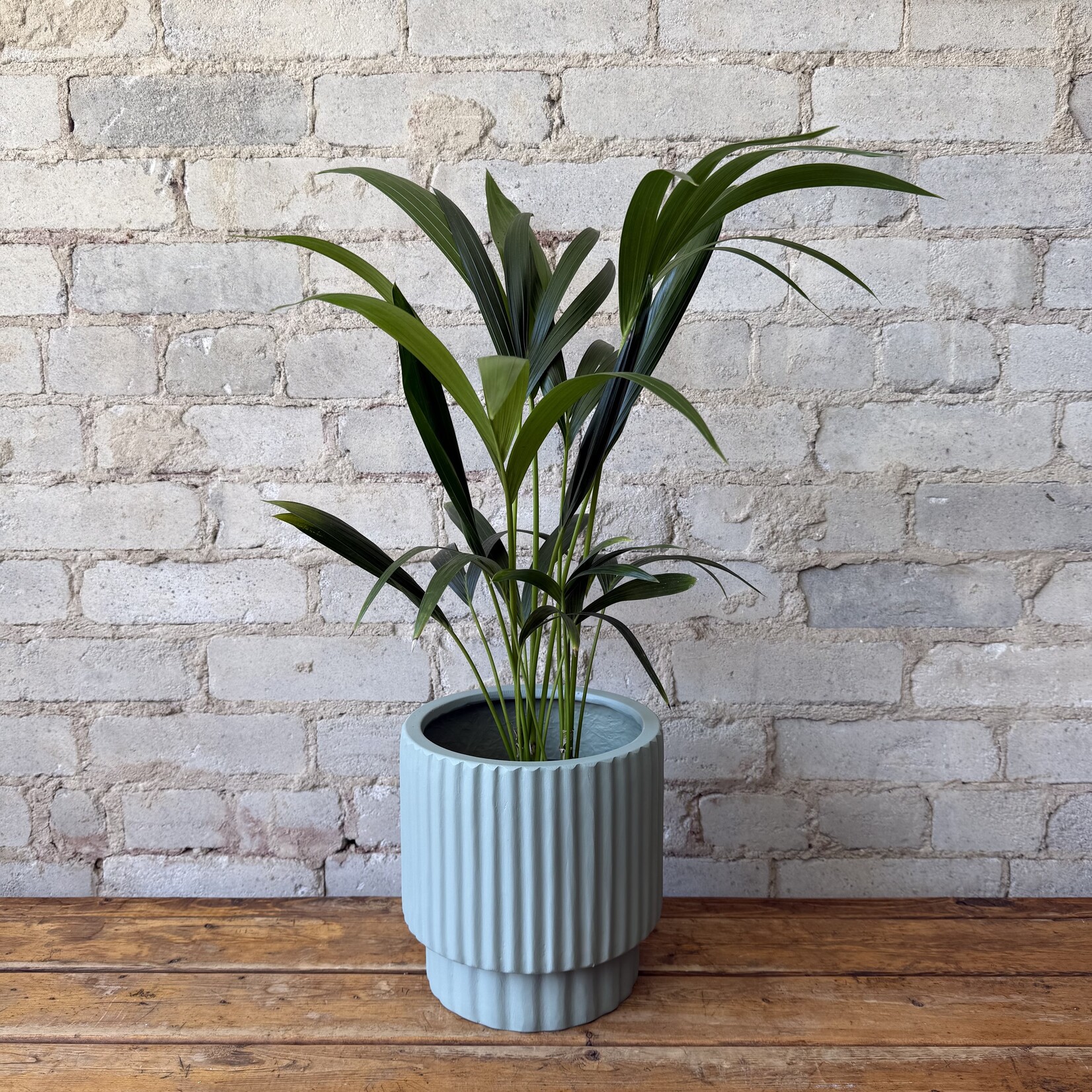 Kentia Palm 6"