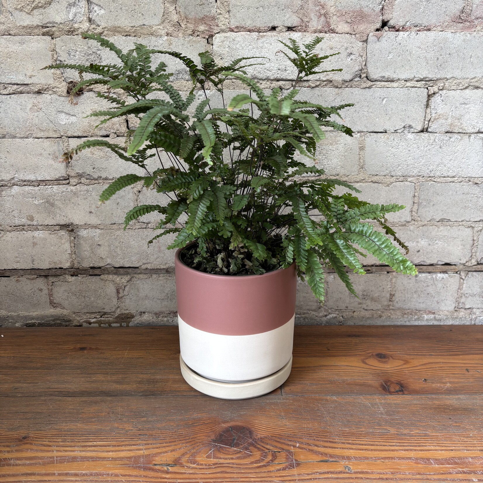 Rosy Maidenhair Fern 6"