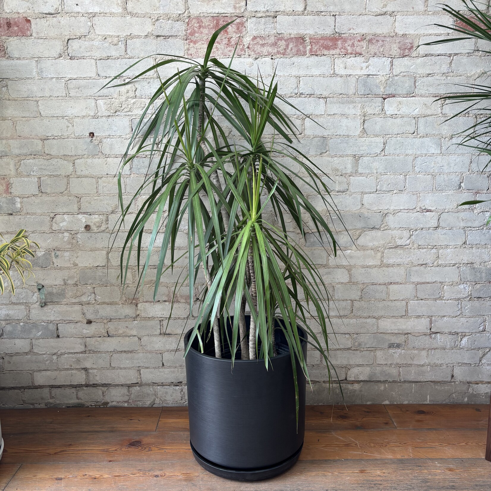 Dracaena Marginata Character Cane 14"