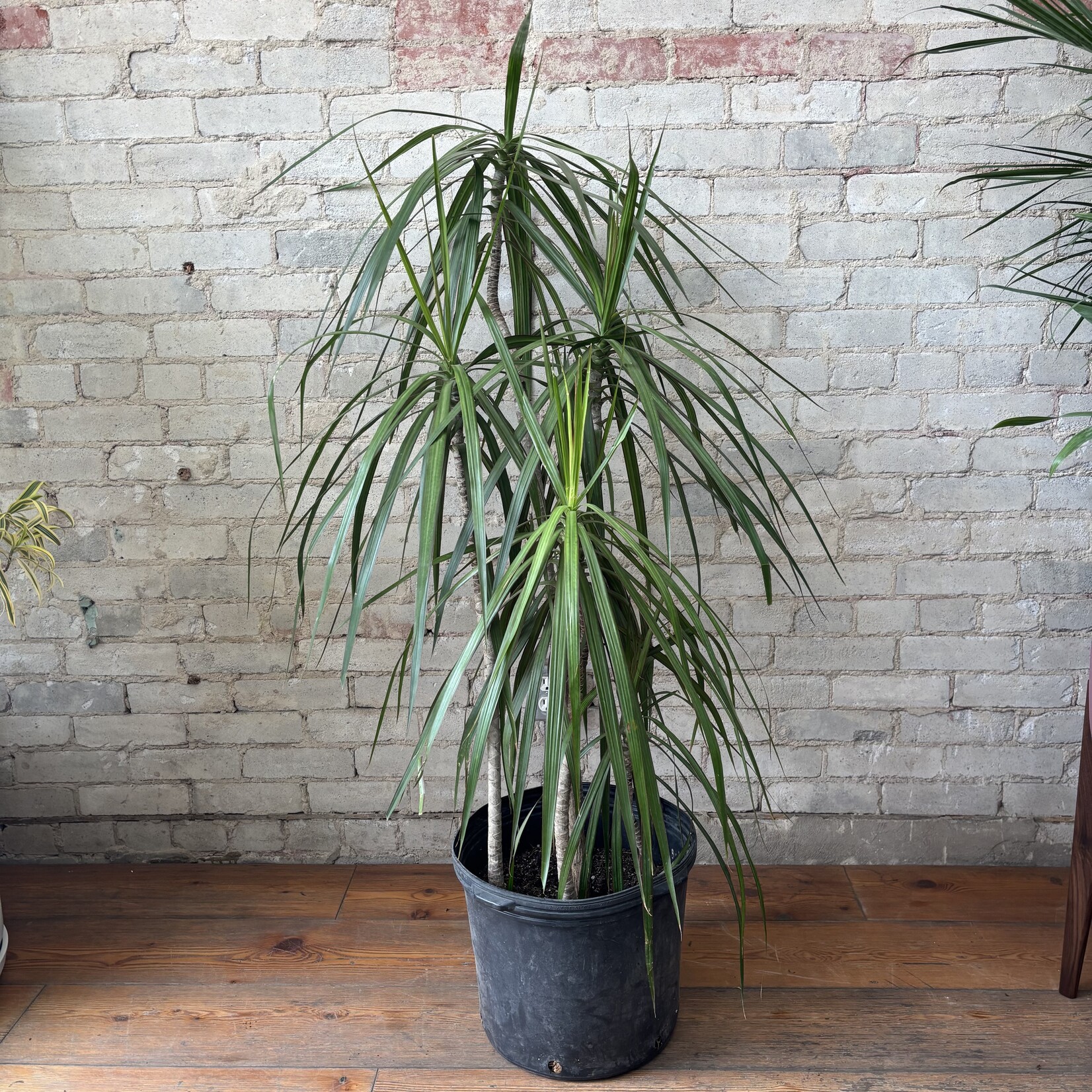 Dracaena Marginata Character Cane 14"