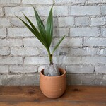 Coconut Palm 6"
