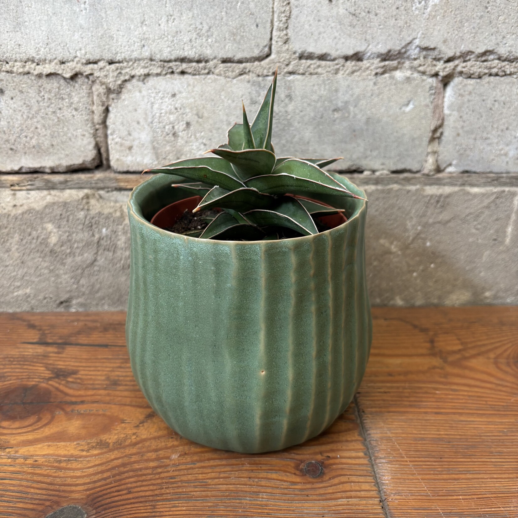 Sansevieria Lavranos 4"