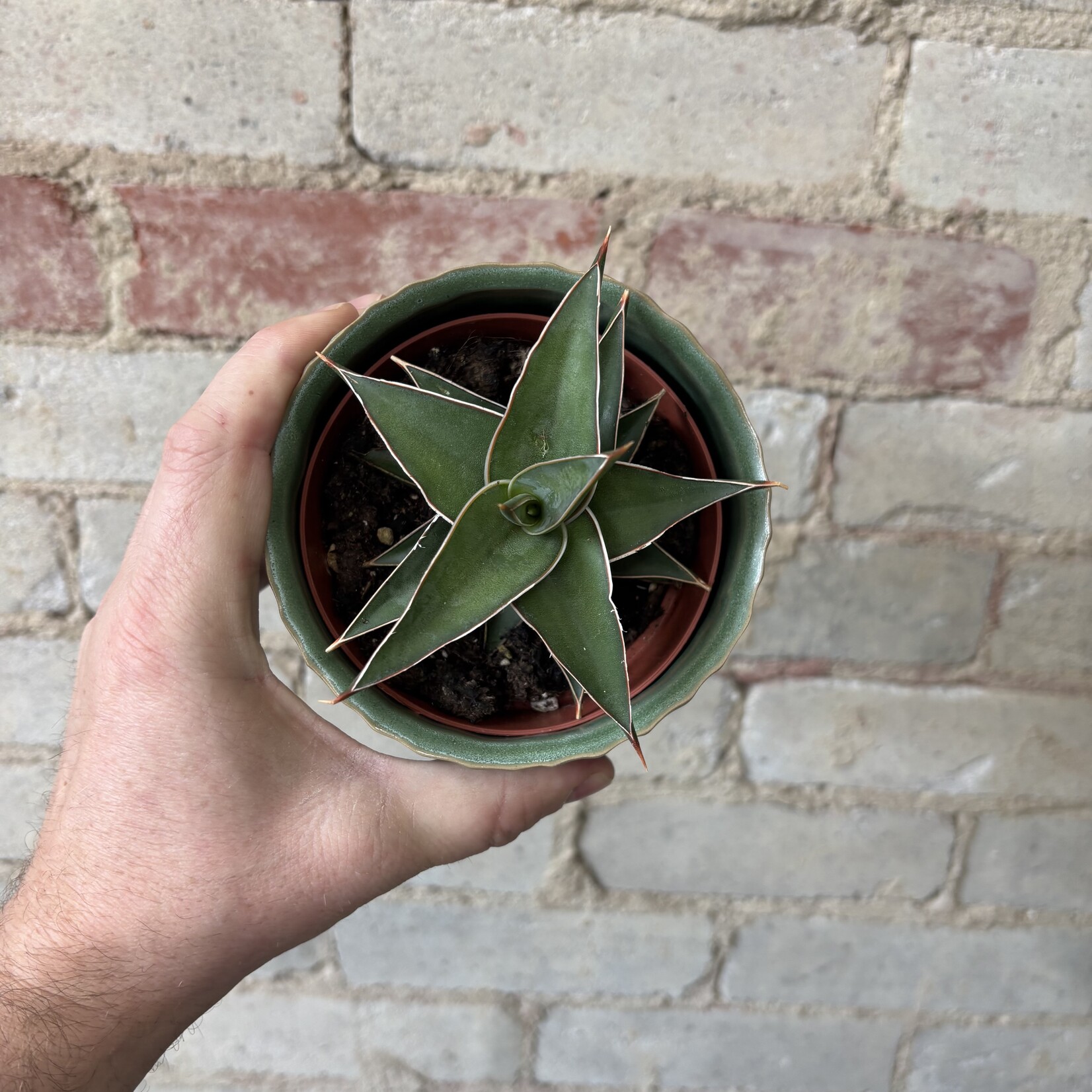 Sansevieria Lavranos 4"
