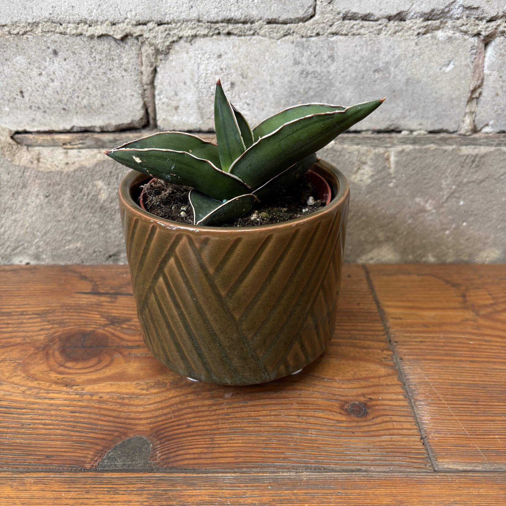 Sansevieria Ehrenbergii 4"