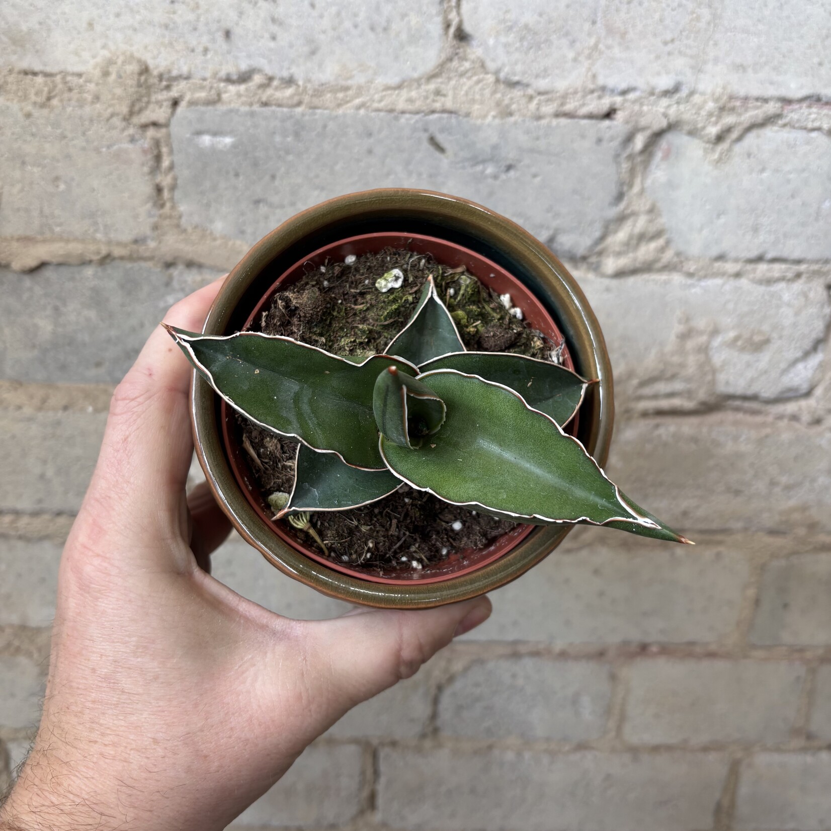 Sansevieria Ehrenbergii 4"