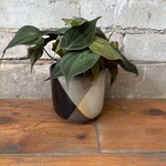 Philodendron Micans 4"