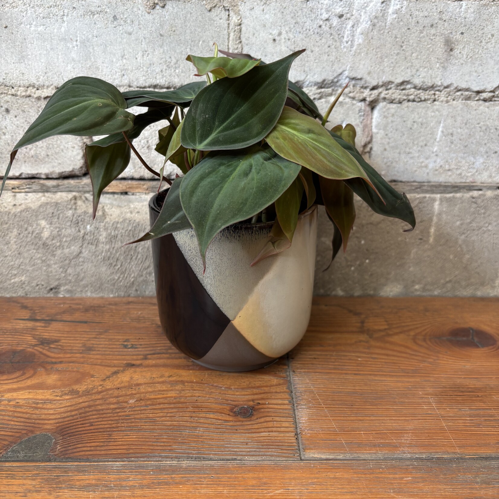 Philodendron Micans 4"