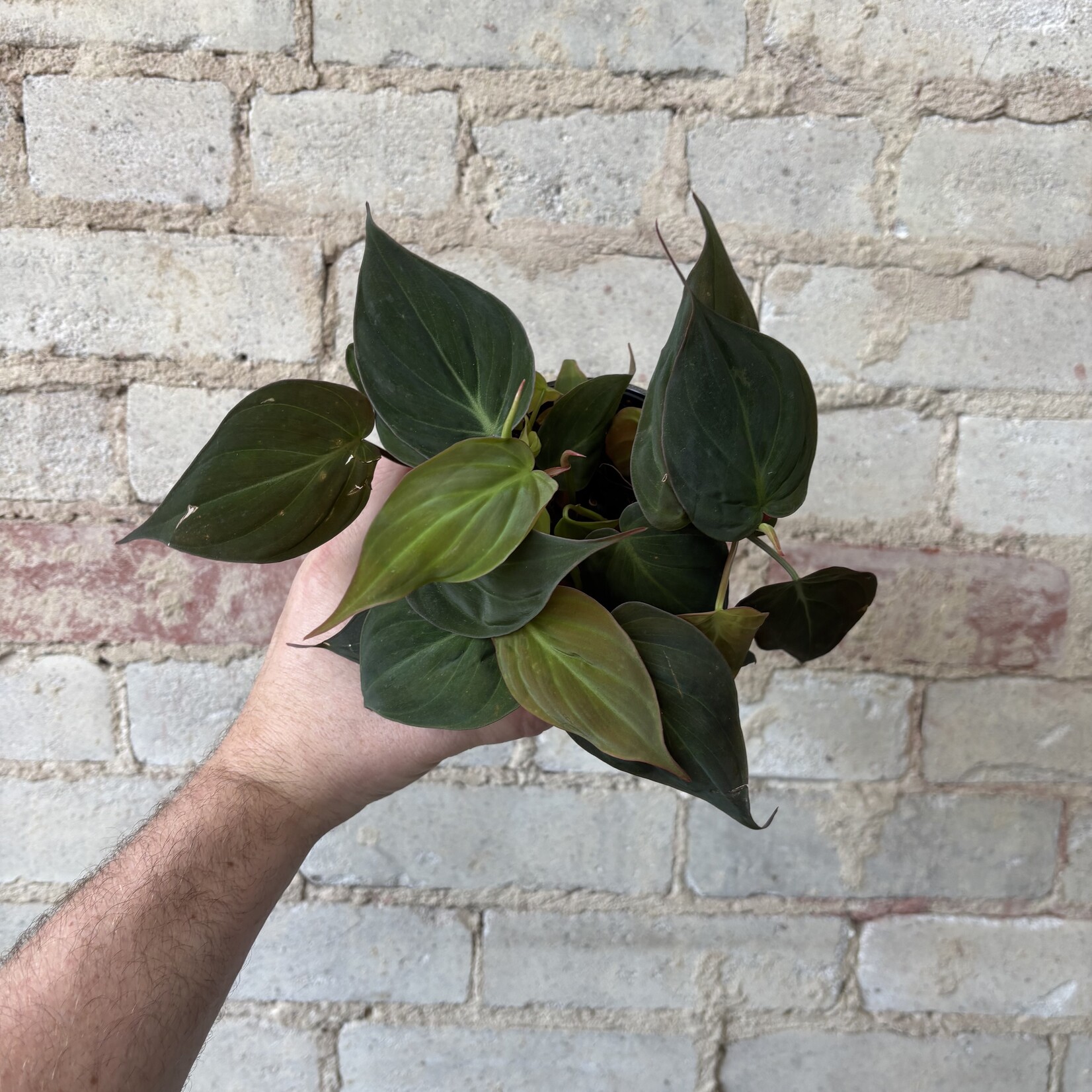 Philodendron Micans 4"