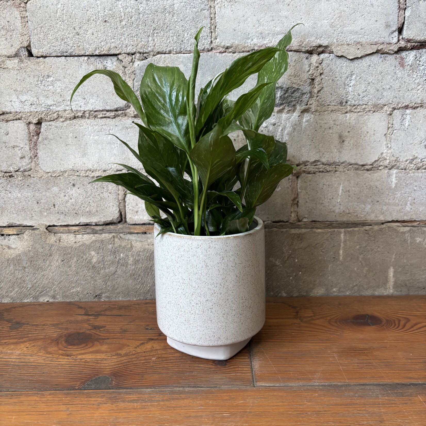 Variegated Peace Lily (Domino) 4"