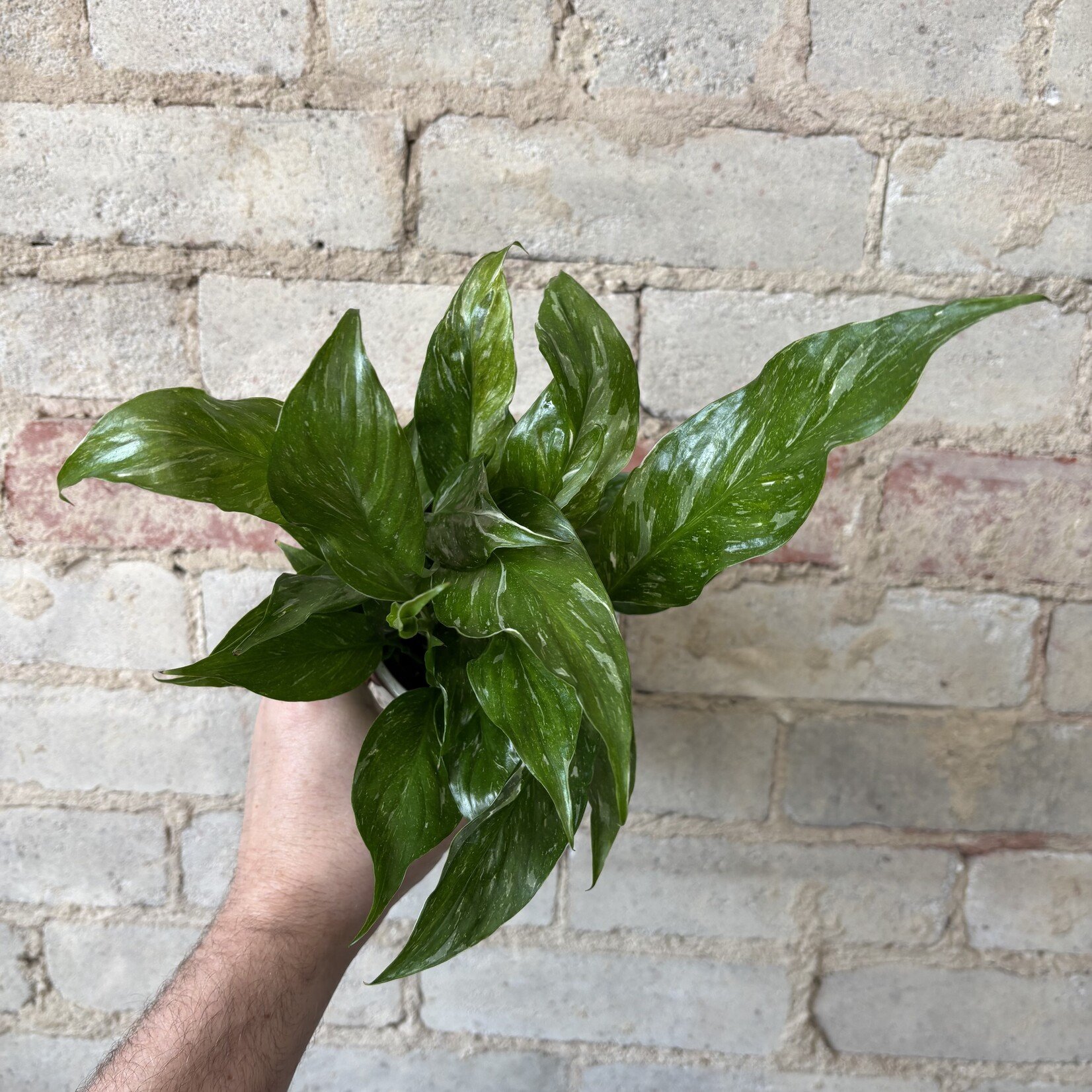 Variegated Peace Lily (Domino) 4"