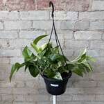 Marble Queen Pothos 8" HB