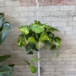Golden Pothos 8" HB