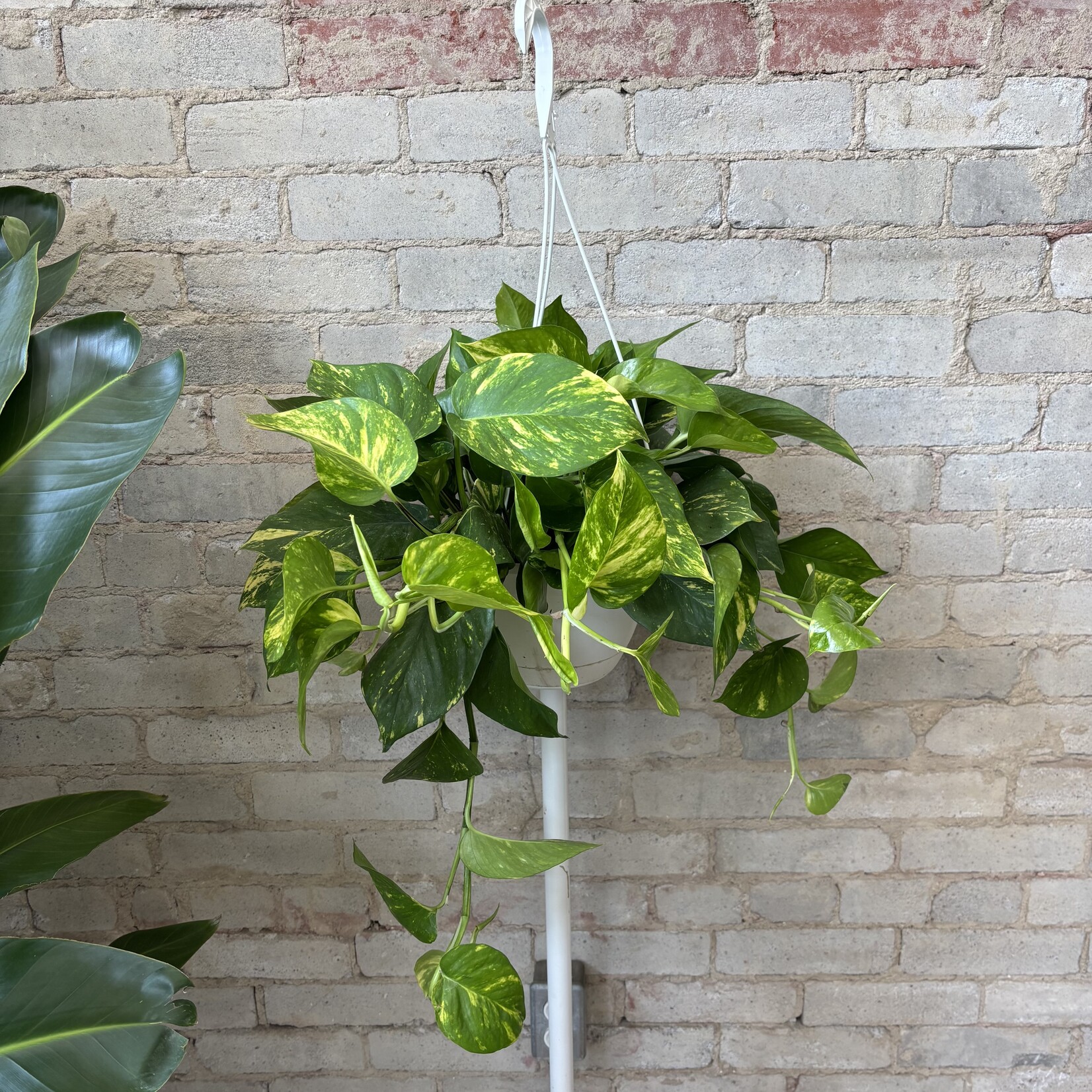 Golden Pothos 8" HB