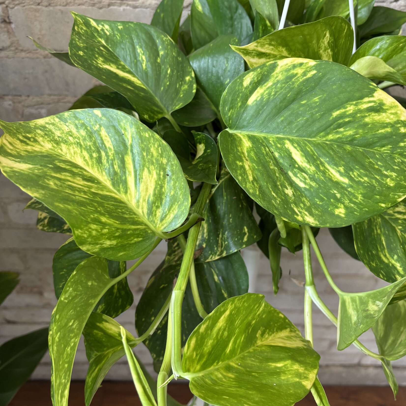 Golden Pothos 8" HB