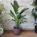 Strelitzia Bird of Paradise 12"