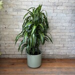 Dracaena Hawaiian Sunshine 10"