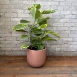 Ficus Altissima Bush 10"