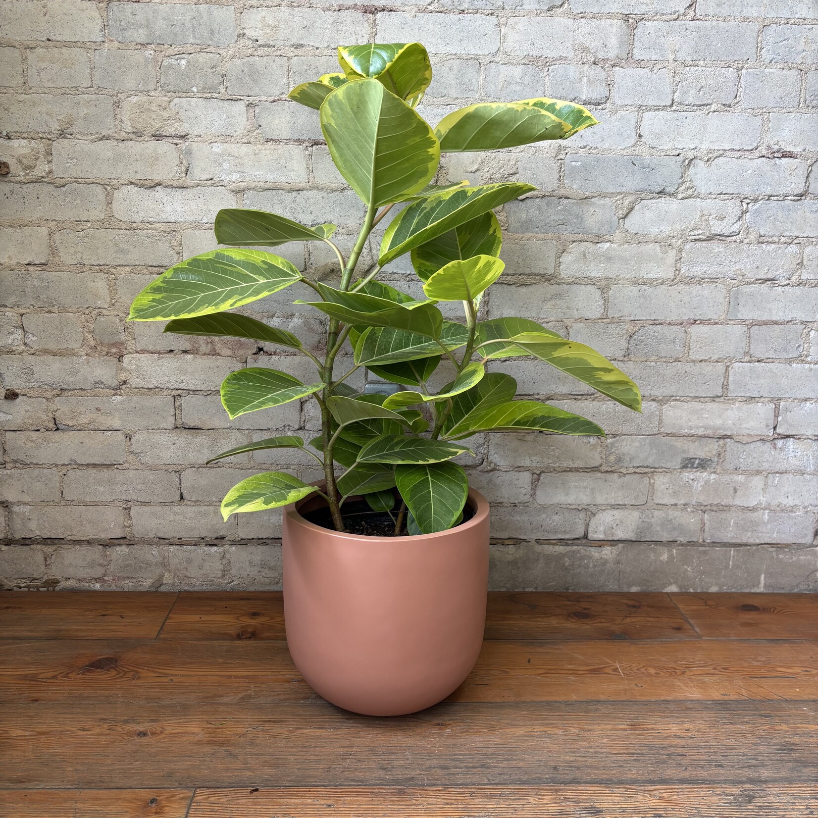 Ficus Altissima Bush 10"
