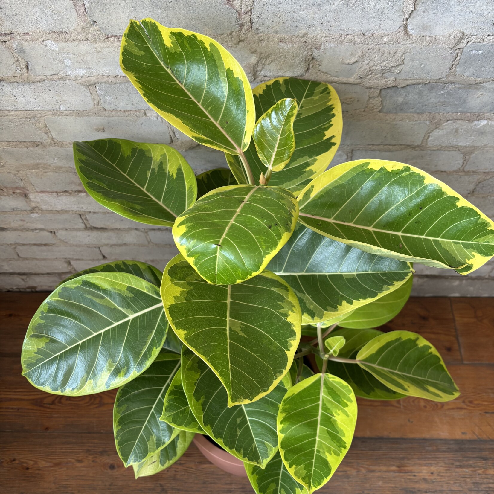 Ficus Altissima Bush 10"